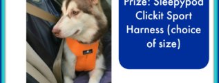 Buckle Up the Pup Sweepstakes